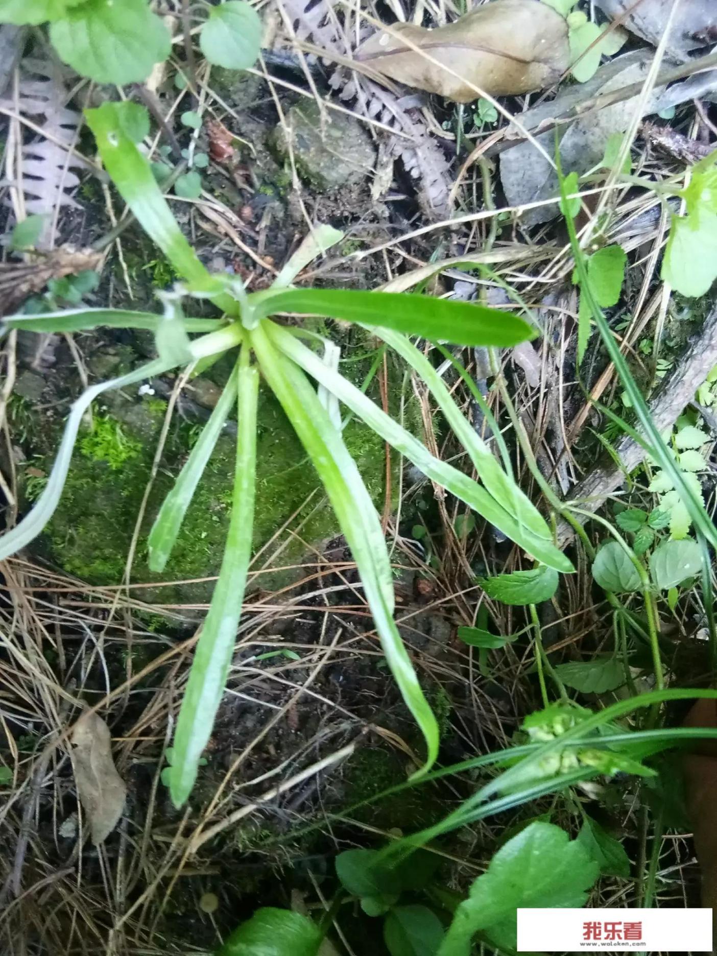 农村有很多没有被发现的植物，说说你的家乡有些什么植物或者山里的草药呗？