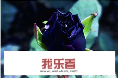 黑玫瑰花语是什么？