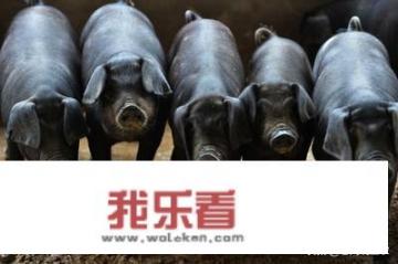 如何看待现在猪肉价格大幅下降？