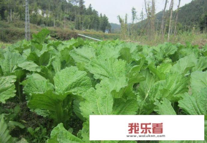 自家种的盖菜长虫怎么办？