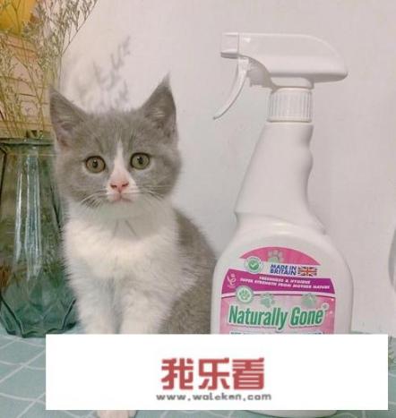 猫拉出的屎究竟有多臭，怎样能改善猫排泄物臭的问题呢？