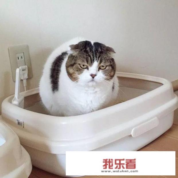 猫拉出的屎究竟有多臭，怎样能改善猫排泄物臭的问题呢？