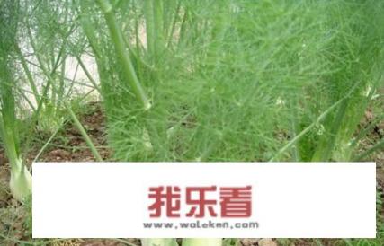 小茴香香料的吃法与做法？