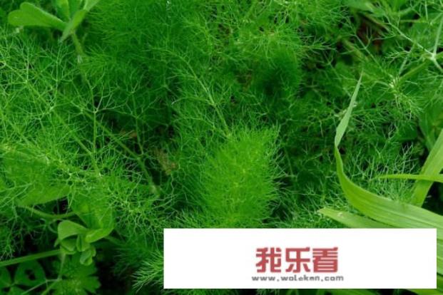 小茴香香料的吃法与做法？