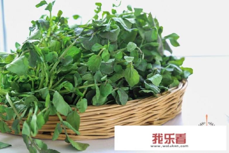 西洋菜是什么？有什么花式做法？