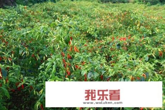 农村种植辣椒，辣椒底朝天长的是什么品种？种植有什么注意事项？