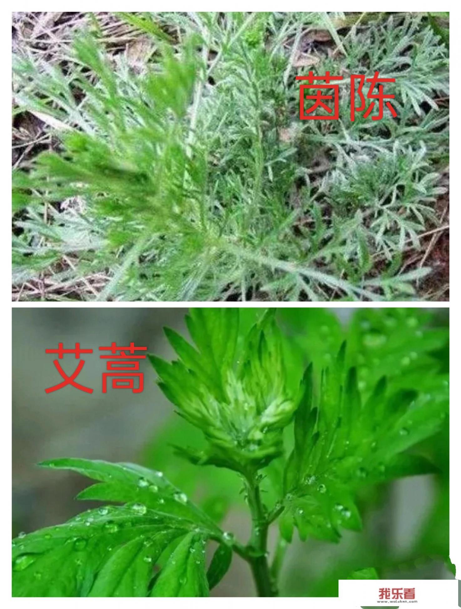 茵陈和艾蒿有什么不同？