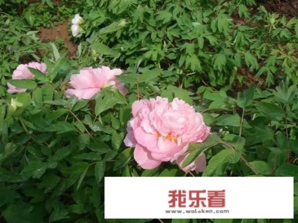 洛阳的高档写字楼都有哪些？