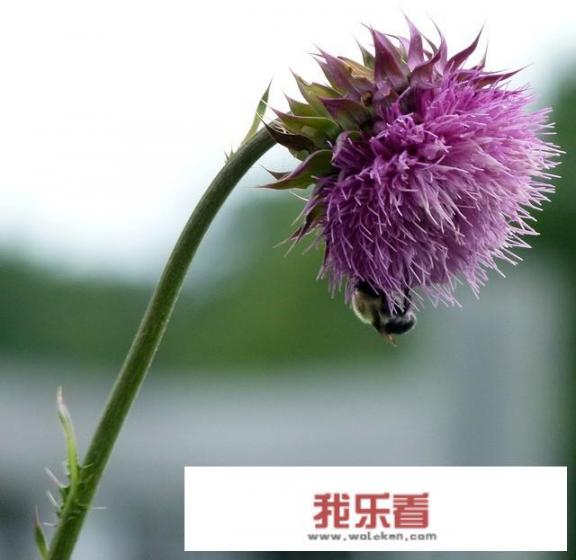 “大蓟”是一种什么植物?它有什么功效吗？