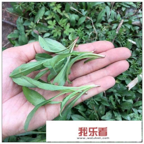 鲁菜素菜十大招牌菜？