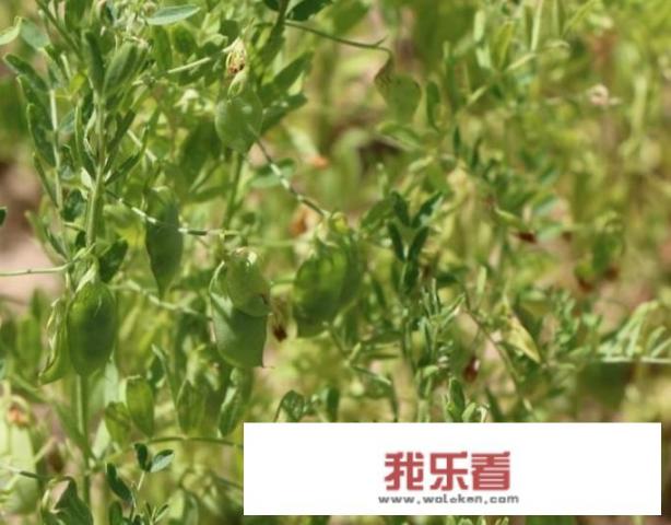 小扁豆可以代替主食吗？