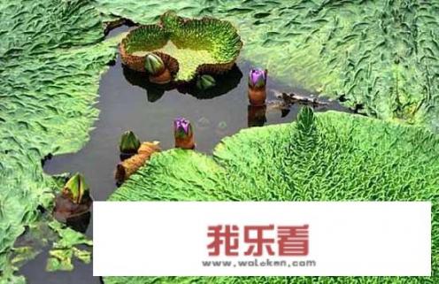 大家知道“鸡头米”是米吗？它是什么植物的果实？有什么作用？