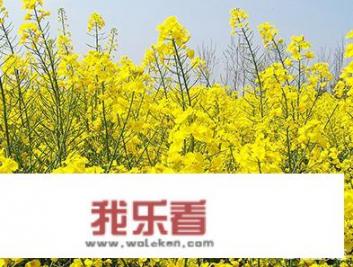 油菜花粉和蜜蜂花粉有什么不一样？