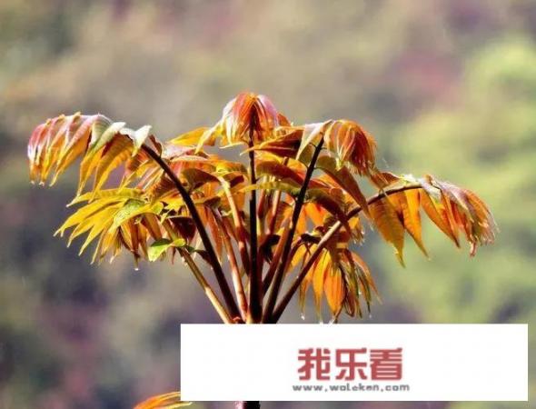 香椿芽一斤大概多少？