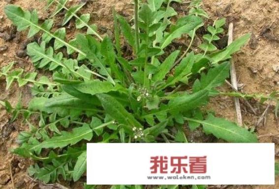 农村各种野菜图片名字？