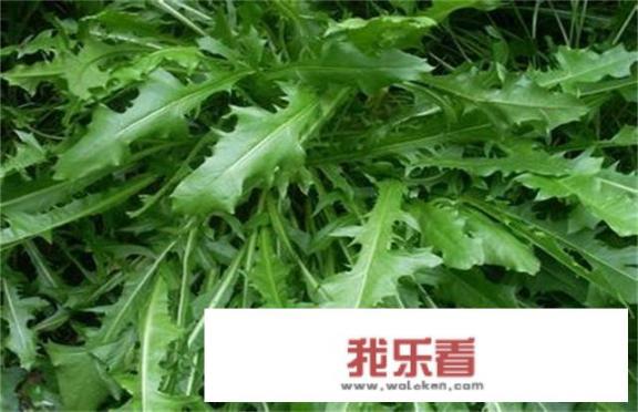 农村各种野菜图片名字？