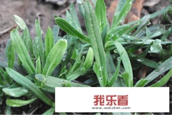 农村各种野菜图片名字？