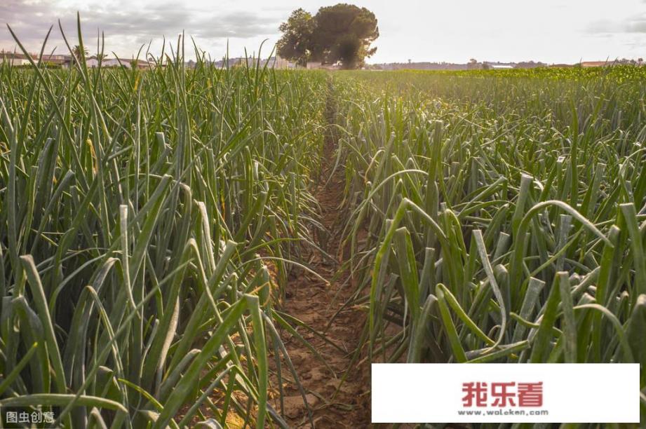 种植甘草时，用什么除草剂最好？