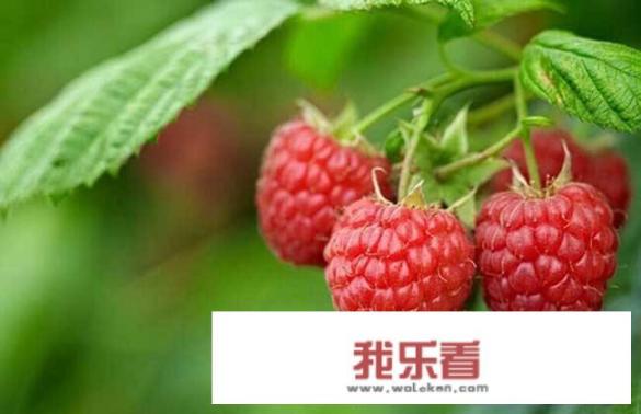 覆盆子是什么季节的水果？