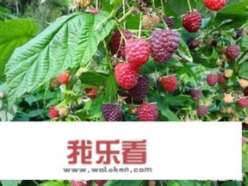 覆盆子是什么季节的水果？