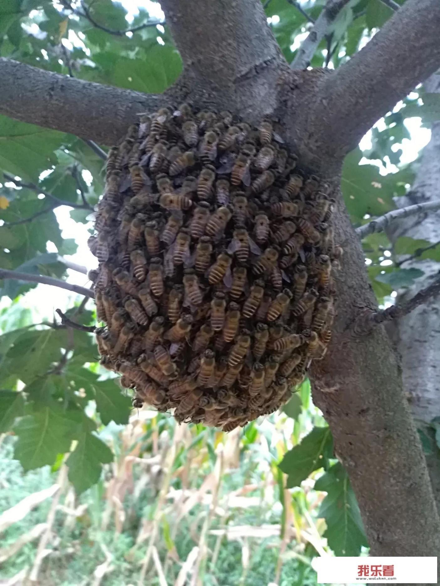 舞动烟花怎么玩？