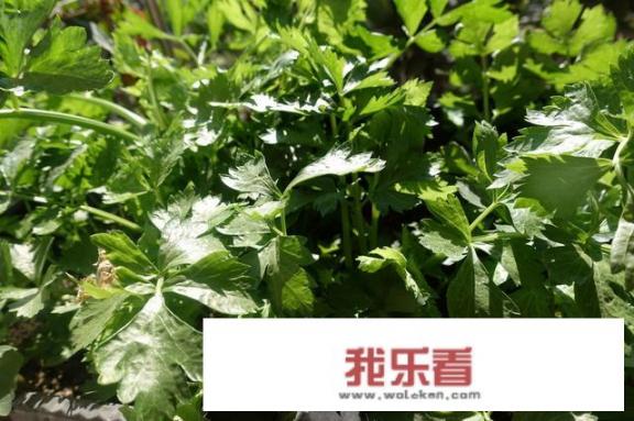 芹菜直接炒还是焯一下再炒呢？