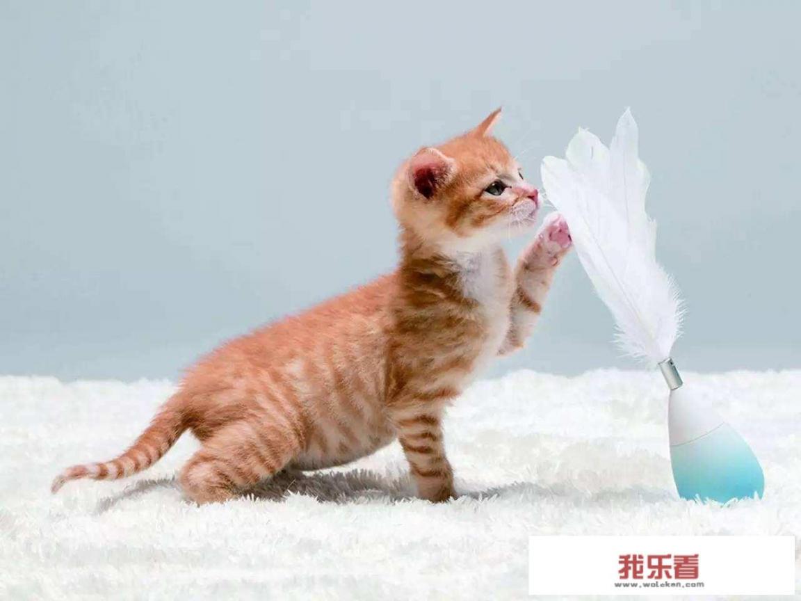 猫拿着武器吃经验的游戏？