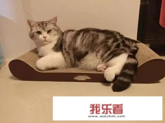 如何让躲在卧室里的猫出来？