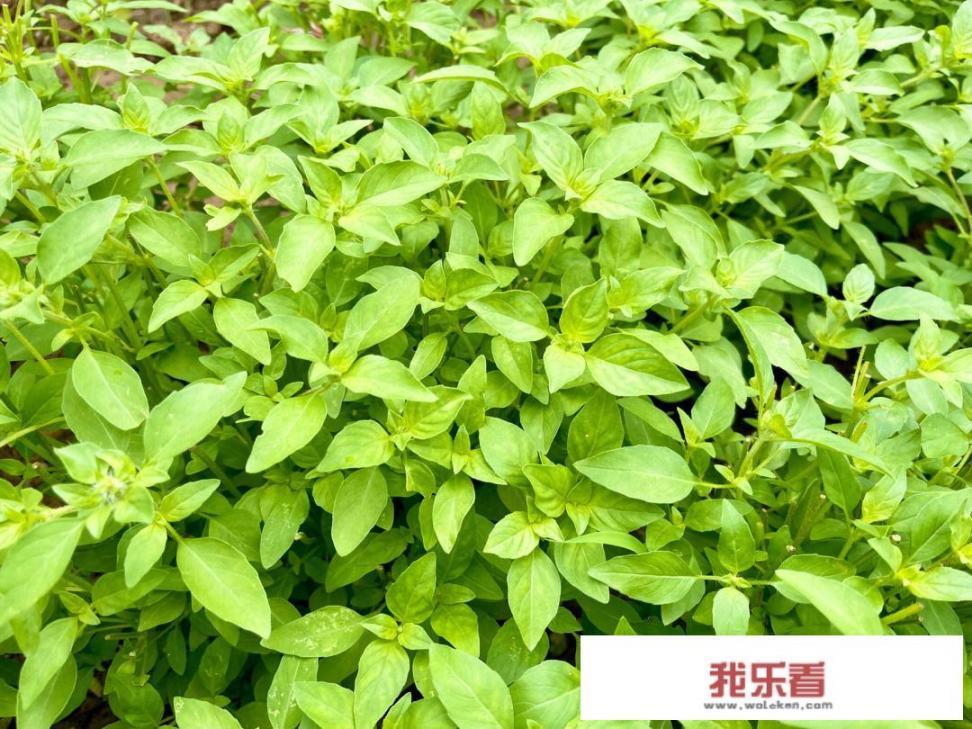 荆芥种植方法？