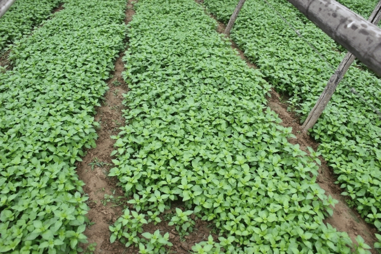 荆芥种植方法？