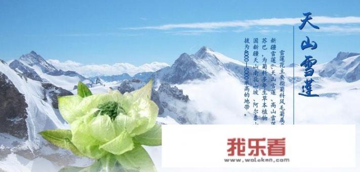 请问天山雪莲花多少钱一朵？