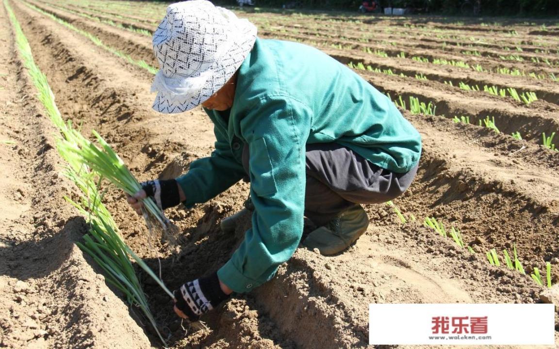 大葱种植方法？