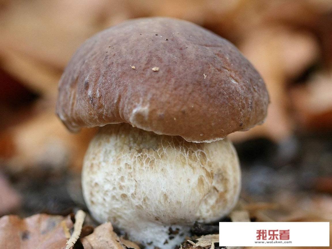 牛肝菌是什么？