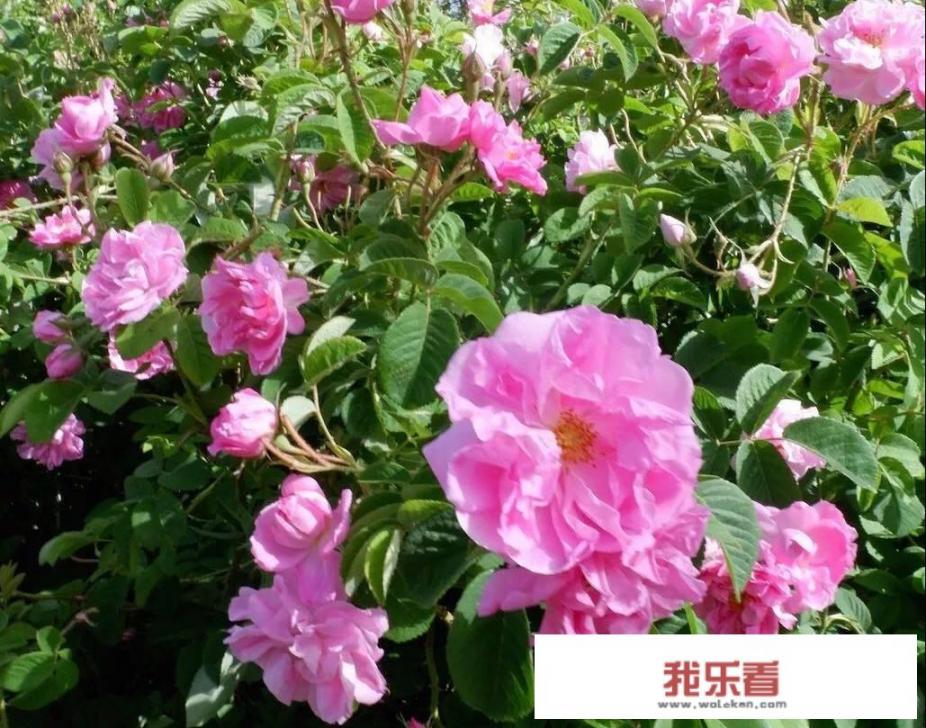 玫瑰花，桂花，百合花，月季花，茉莉花各有什么不同的气味？