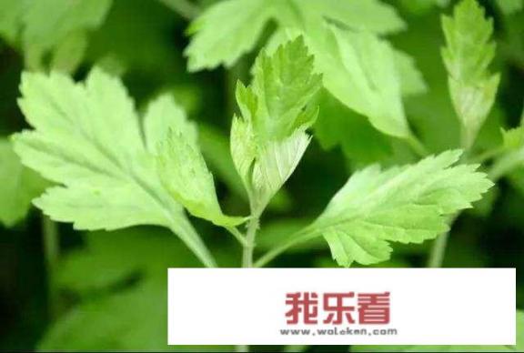 艾粄怎样做才更绿油油更不会塌陷？