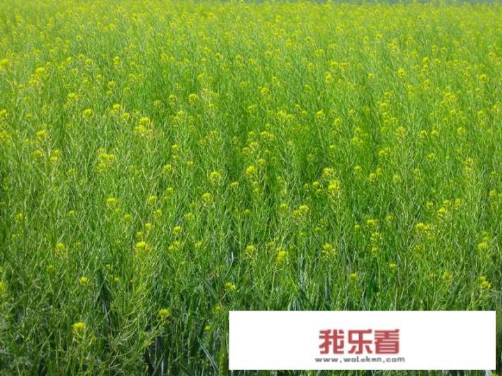 地米菜是荠菜么？