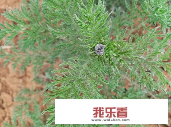 地米菜是荠菜么？