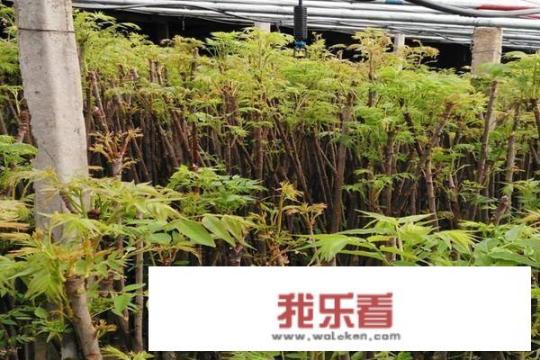 “树上蔬菜”香椿早春卖100多元一斤？香椿是如何种植的？