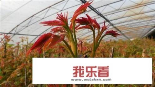 “树上蔬菜”香椿早春卖100多元一斤？香椿是如何种植的？