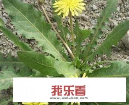 野菜的名称外形用途和烹煮方式？