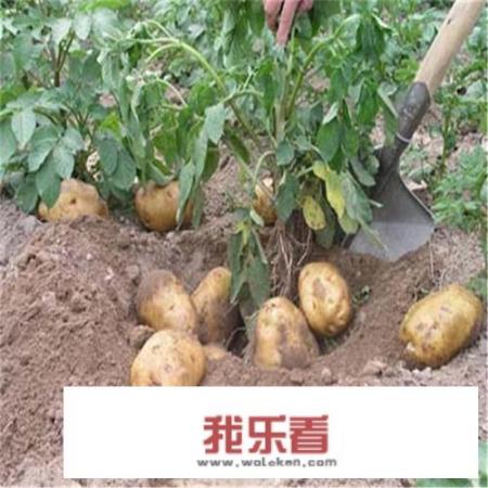 土豆能补充什么营养？