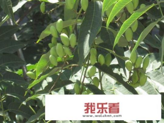 香椿花有毒吗？