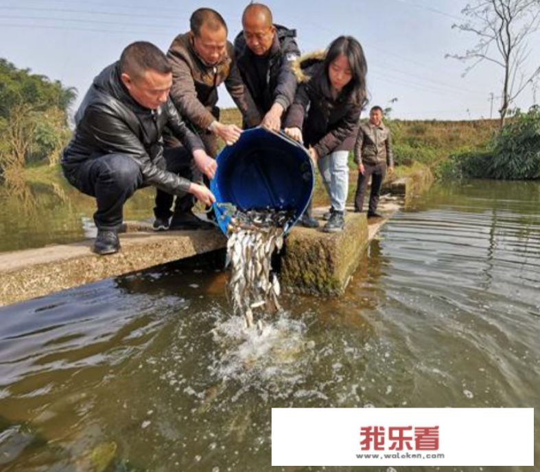 鳜鱼苗怎么喂食？