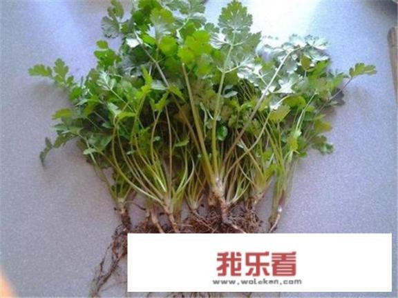 养胃的蔬菜有哪些？