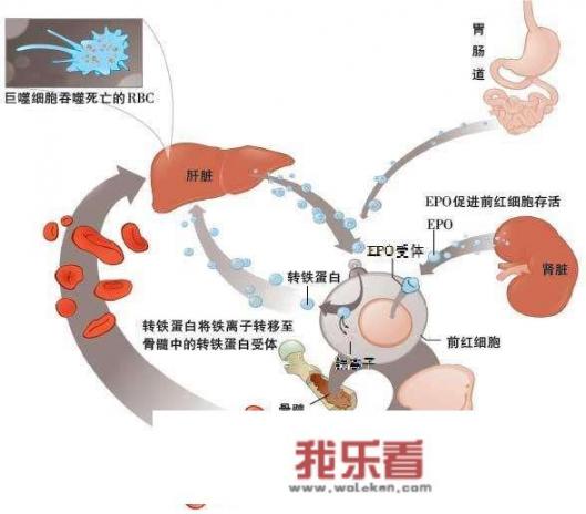 贫血是怎样的？