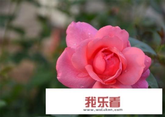 我想在家里农田里种植鲜花，但如何找销售渠道呢？