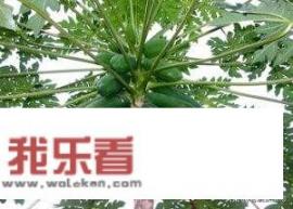 经常吃木瓜有什么好处？