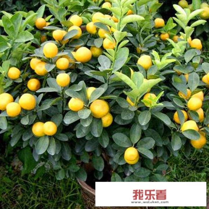 怎样种植小橘子树苗？