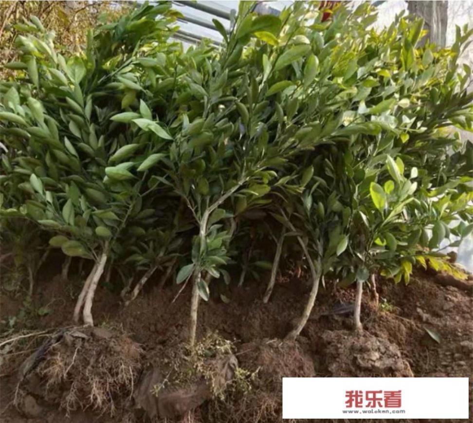 怎样种植小橘子树苗？