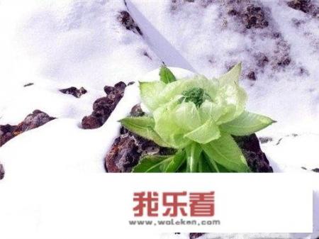 雪莲花一朵分几次泡？